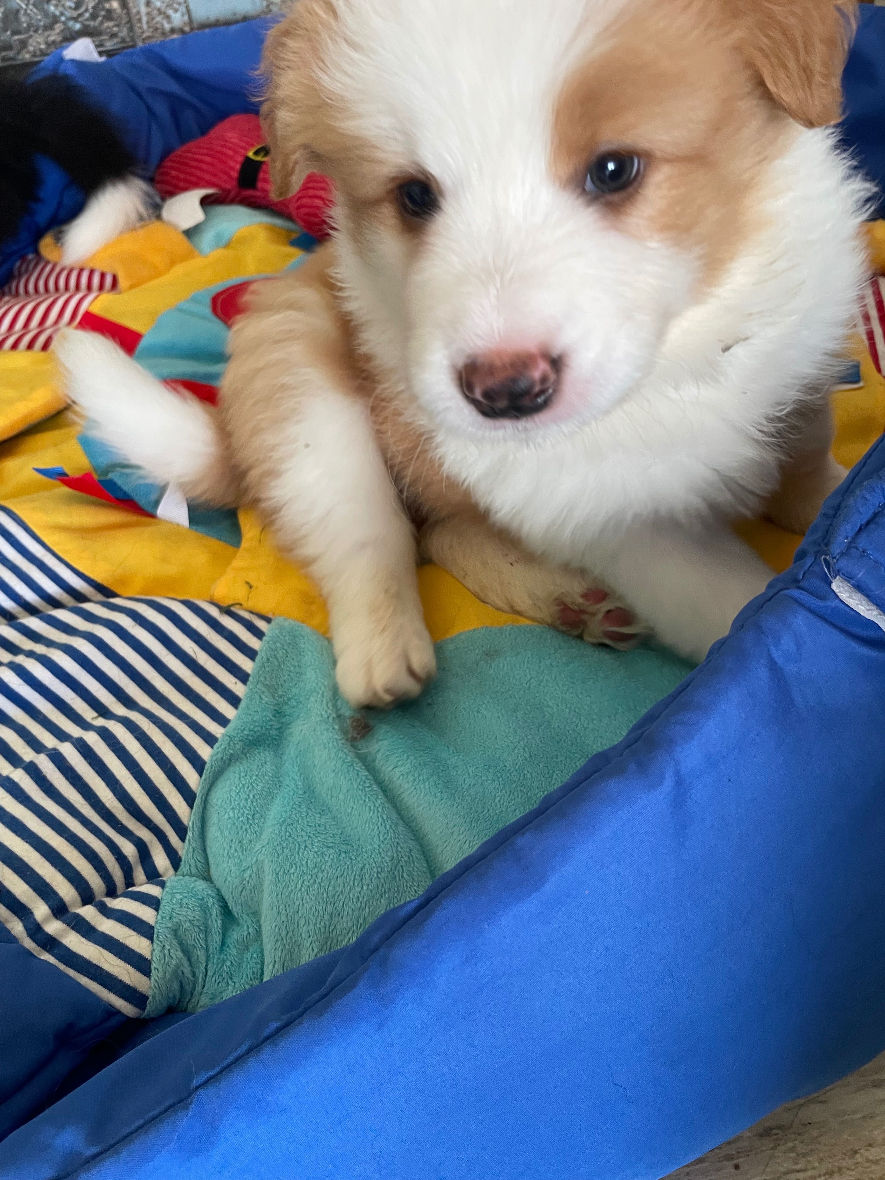 Border Collie - Salus Canis FCI