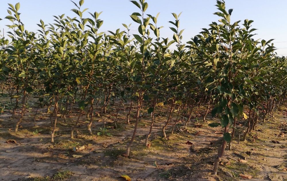 Drzewka i Krzewy owocowe sadzonki jabłoń wiśnia śliwa wysyłka