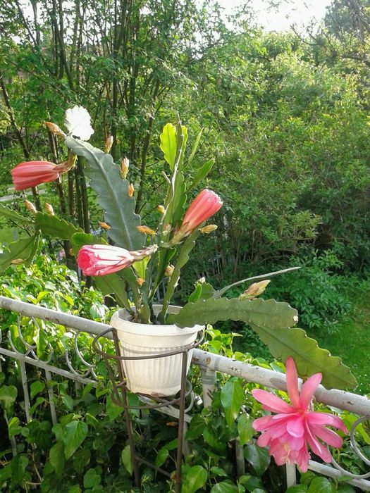 Epifilium, Epiphyllum oxypetalum. Królowa jednej nocy.