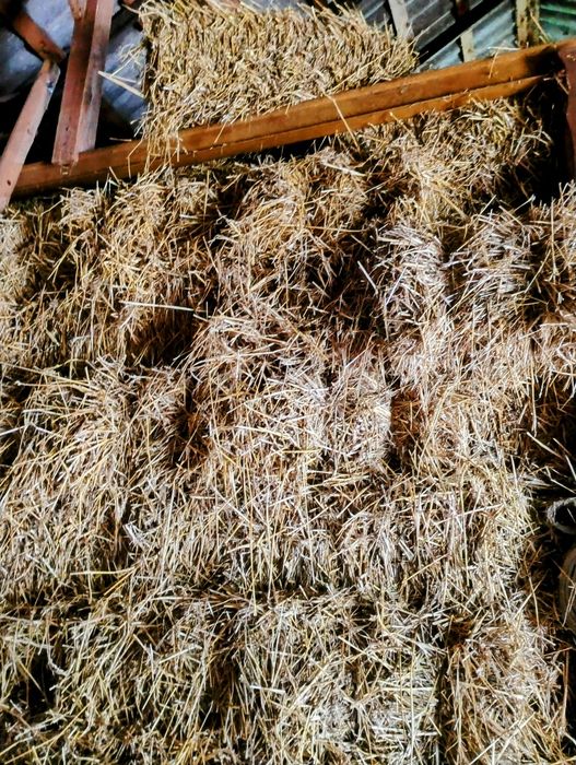 Słoma w małych kostkach