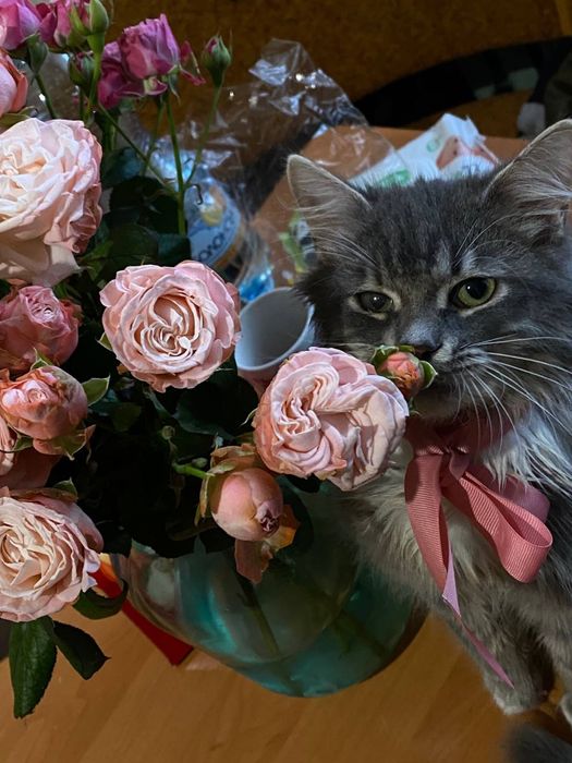 Віддам кота в добрі руки БЕЗКОШТОВНО Самовивіз
