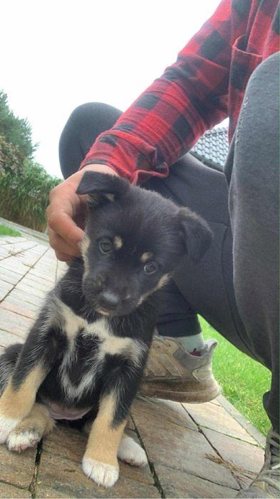 Pieski tata wyżeł weimarski mama  husky syberyjski