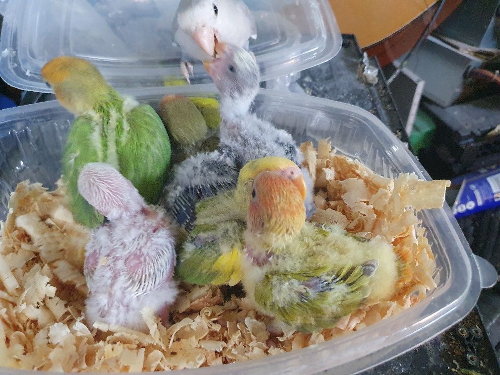 Bebés Agapornis para alimentar à  mão.