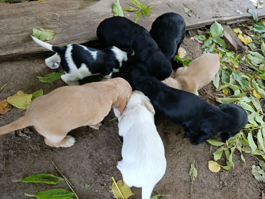 Szczeniaki po matce spaniel(REZERWACJA)
