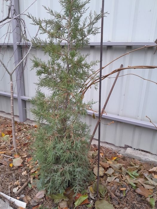 Можевельник, ялівець вергінський