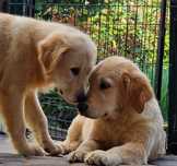Golden retriever puppies