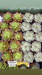 Ехеверія , Echeveria , пахіфвтум Овіферум , pachyphytum oviferum