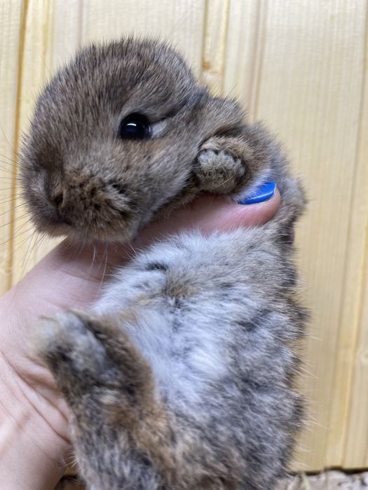 Кролик висловухий, карликовий баранчик,кролик Тедді з сатиновою шерстю