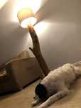 Lampa stojąca Loft z pnia Akacji
