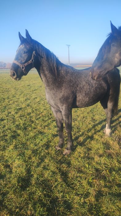 Sprzedam klaczkę śląską.