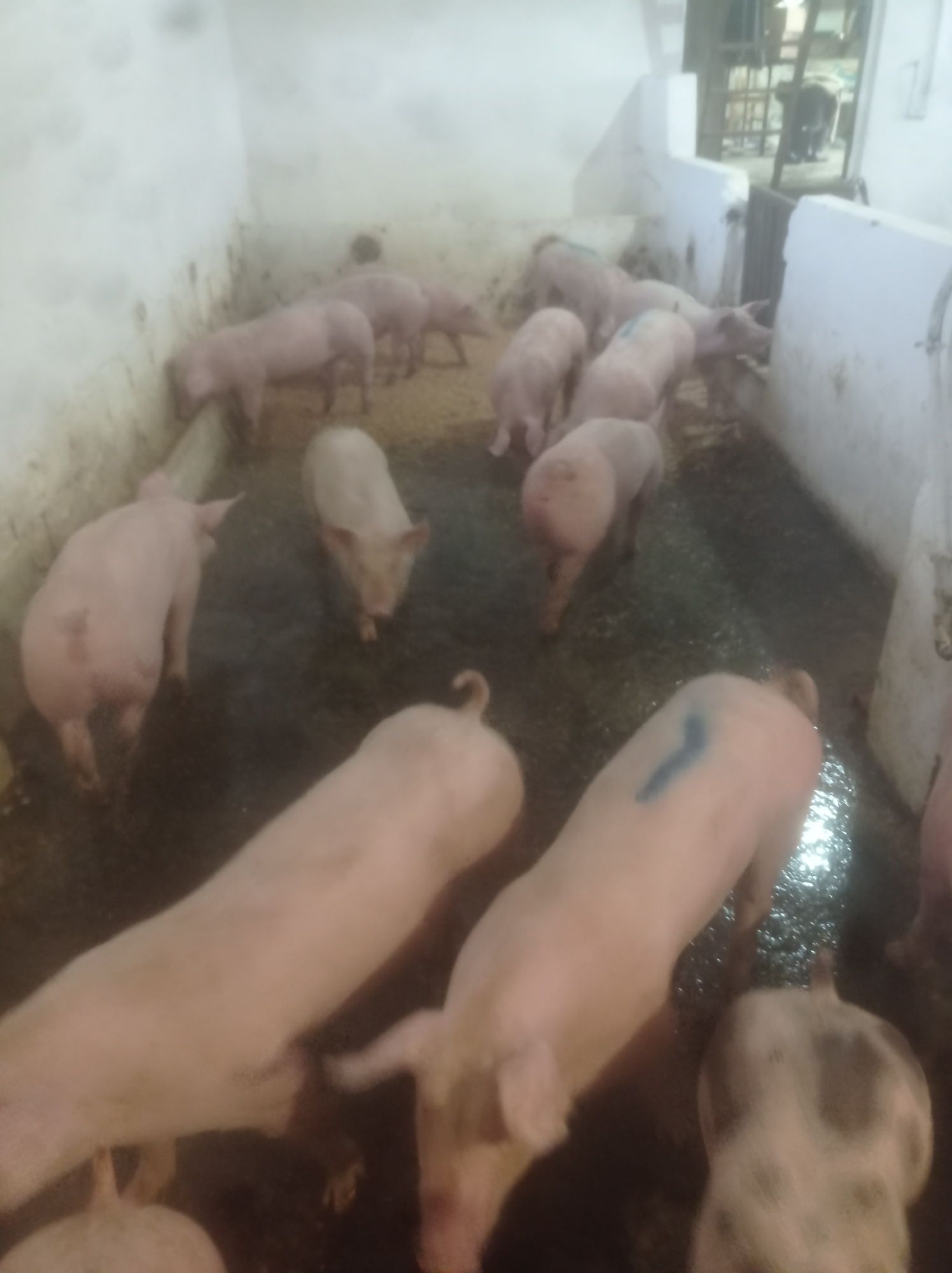 Vendo porcos de 45 a 50 kilos vivos