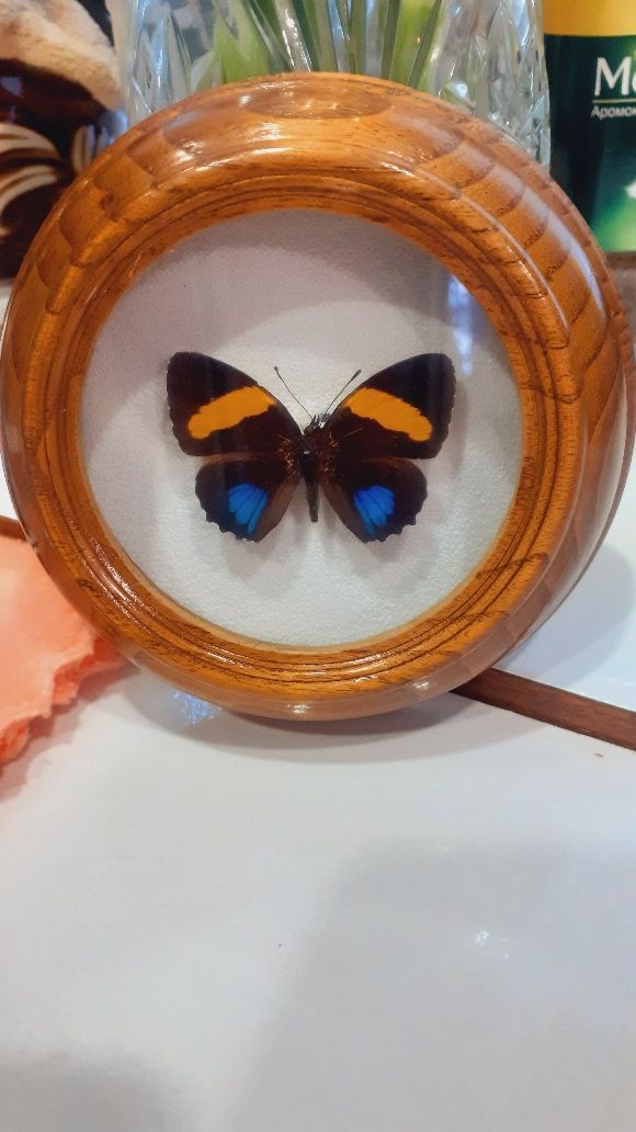 Бабочка в рамке под стеклом
