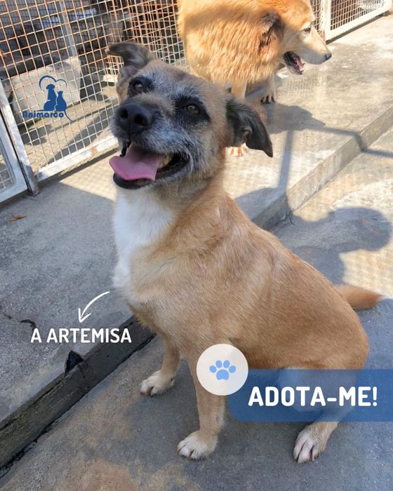 Artemisa cadela porte medio