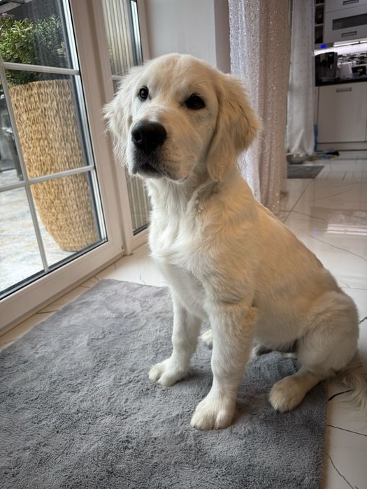 Golden Retriever FCI ZKwP Piesek Po Championie PL *GOTOWY DO ODBIORU*