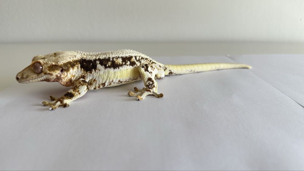 Dorosle samce i samice gekona orzesionego