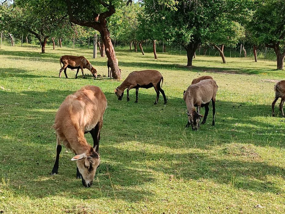 Sprzedam Owce kameruńskie