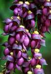 Mucuna sempervirens - Trepadeira "Velvet Bean" - Planta envasada