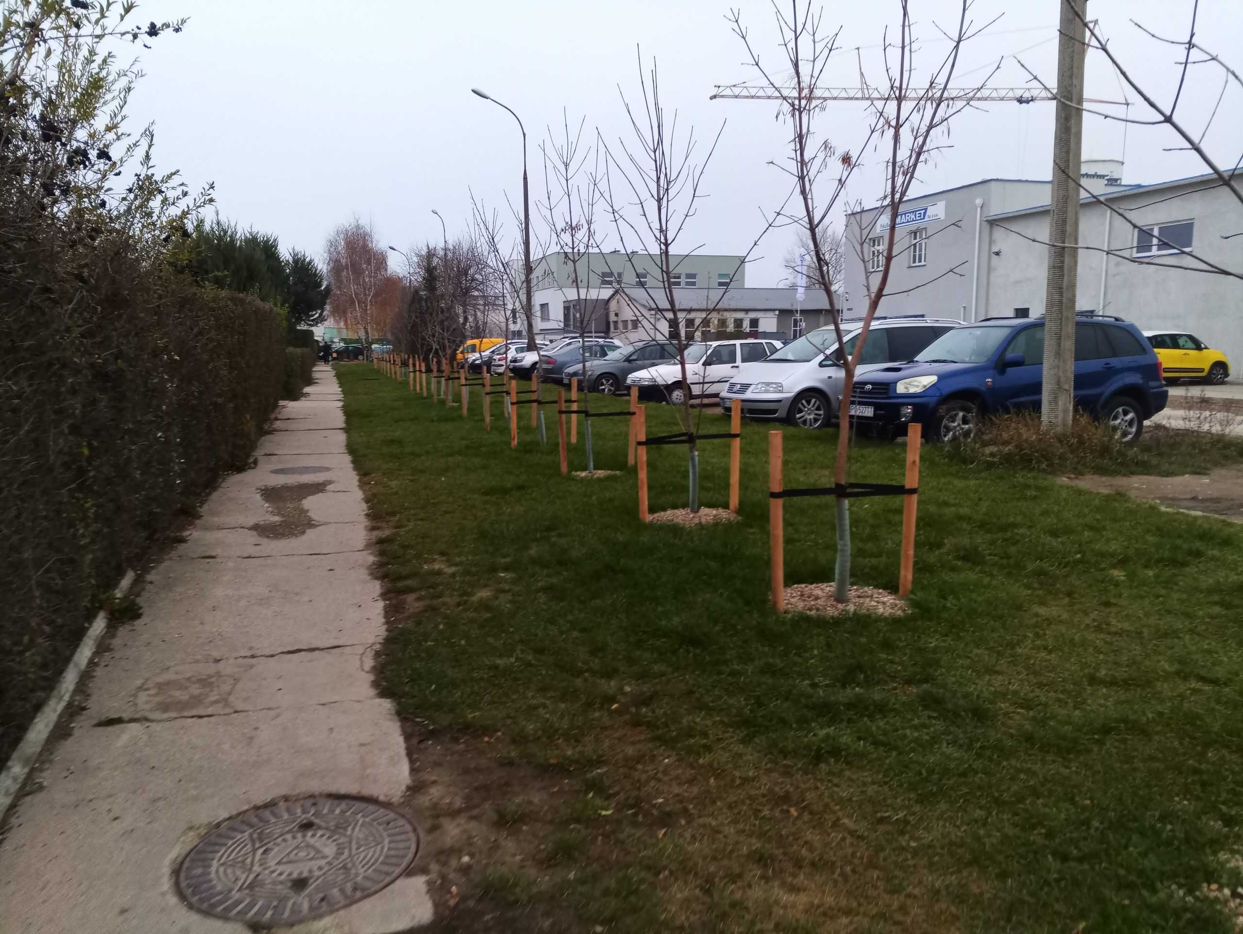 Pozwolenie na wycinkę, 
inwentaryzacja drzew, zezwolenie na wyciecie