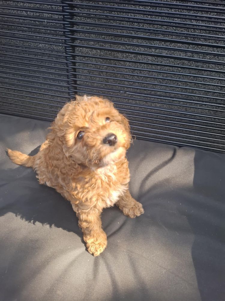 Sprzedam szczeniaka rasy Maltipoo z rodowodem
