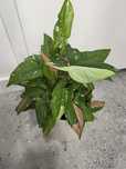 Syngonium red spot tricolor sadzonki