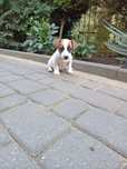 Szczeniak Jack Russell terrier dziewczynka