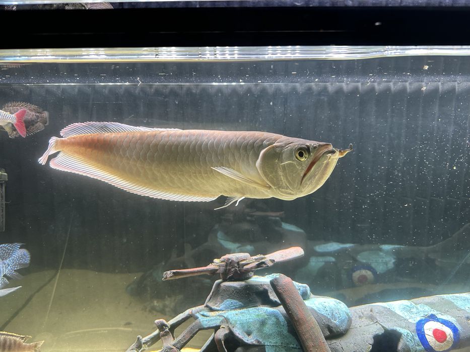 Peixe Aruana 30-40 cm
