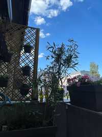 Roślina Oleander wysokość  170 cm