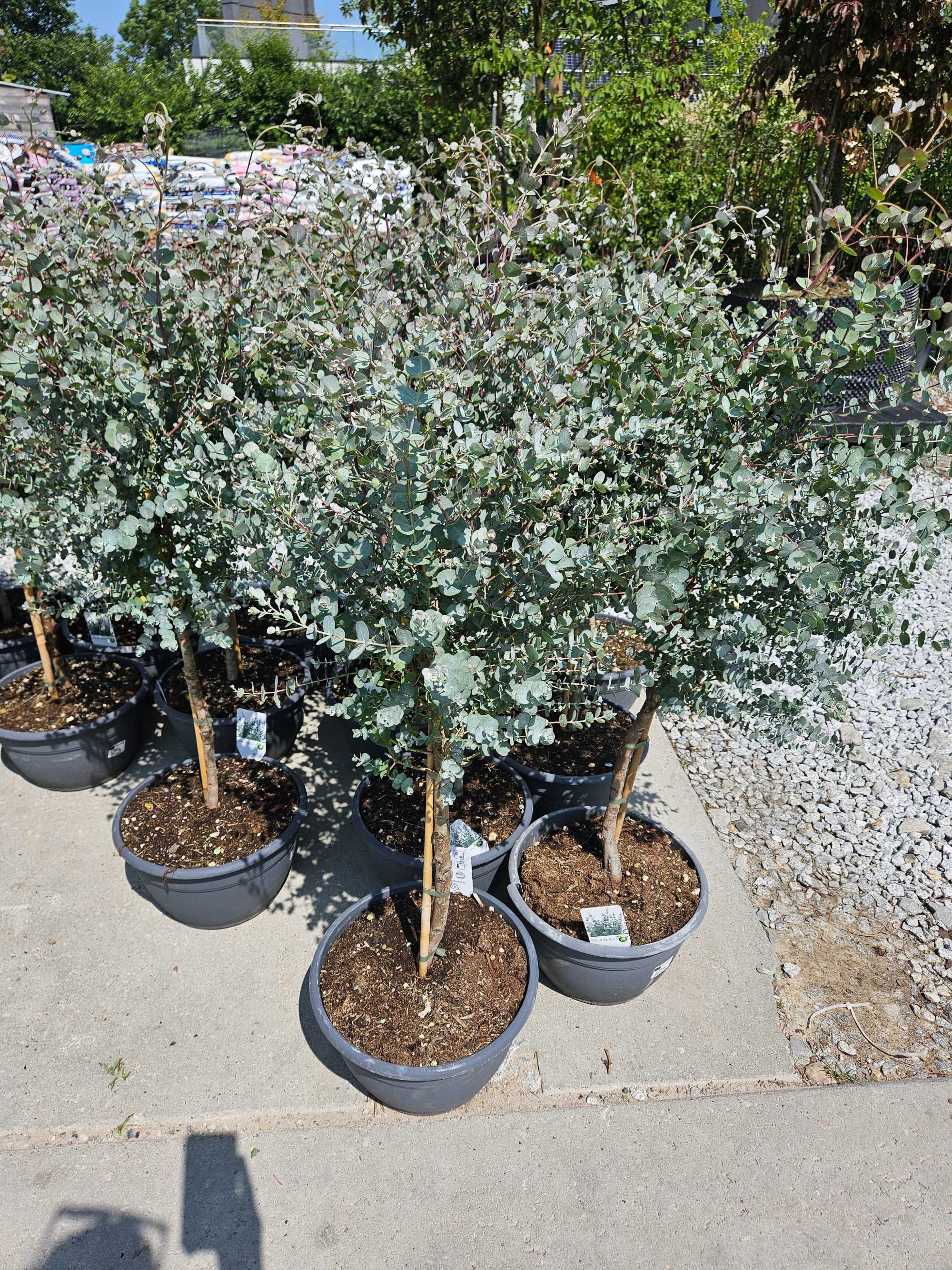 Eukaliptus na pniu – Eucalyptus gunnii – wys. 130 cm