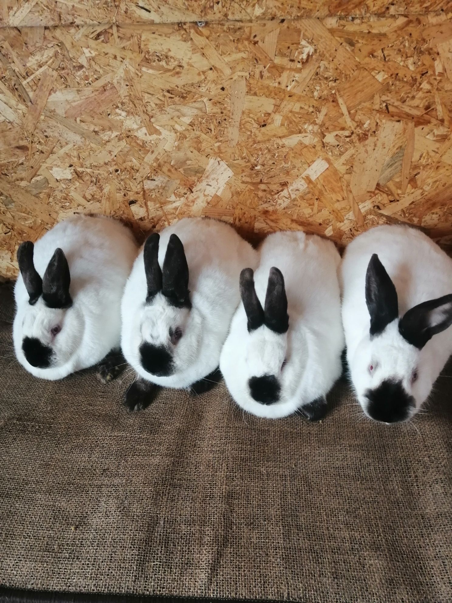 Продам кролі різних порід