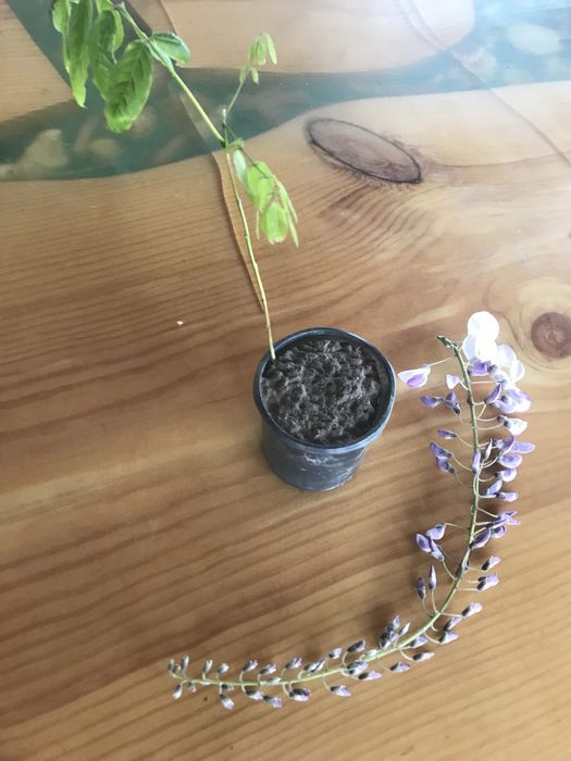 Гліцинія блідо-фіолетова