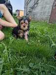 Suczka york terrier