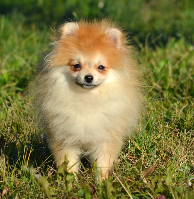 Szpic Miniaturowy Pomeranian śliczny piesek Wolt ZKwP FCI rodowód