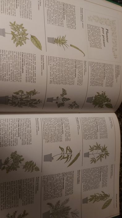 O Jardim em sua Casa de George Seddon