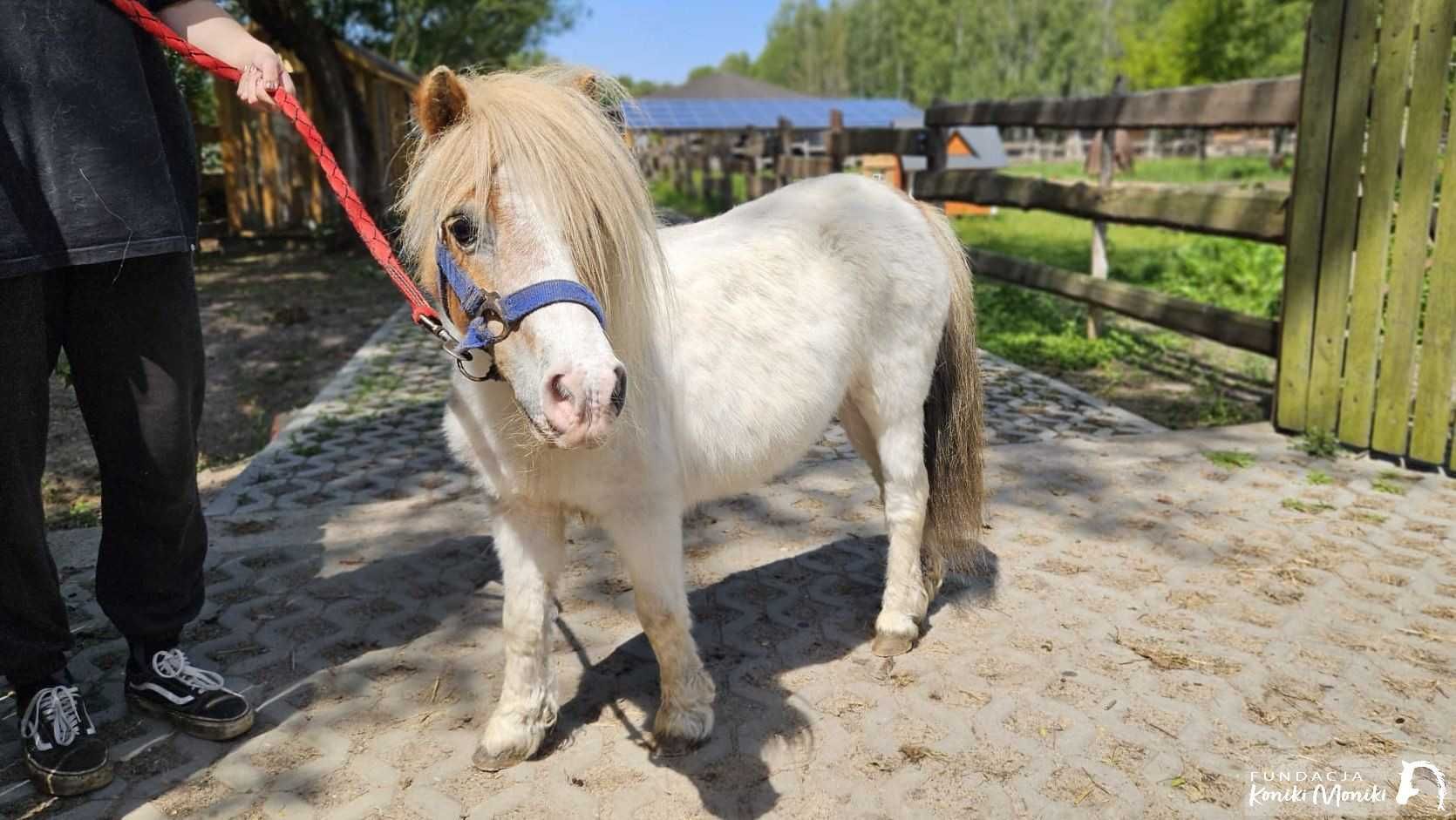 Pyrka - 85cm kucyk do adopcji za darmo