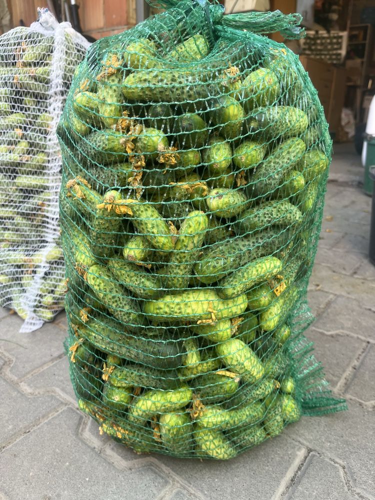 Ogórki gruntowe
