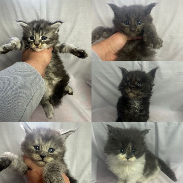 Мейн кун хлопчик Львів