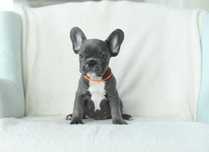 buldog francuski-rozne kolory