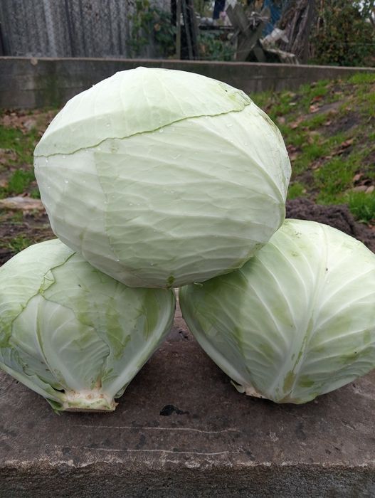 Продається капуста агресор