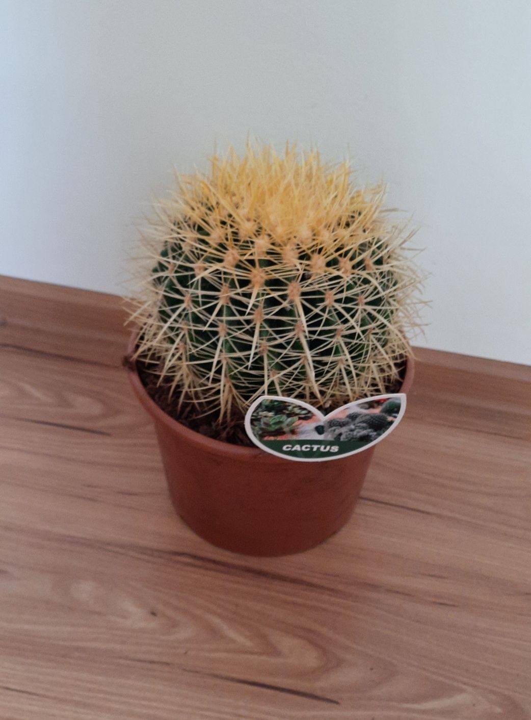 Kaktus średnica 18 cm