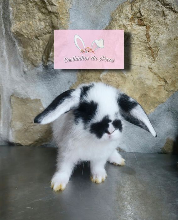 Coelhos anões mini lop