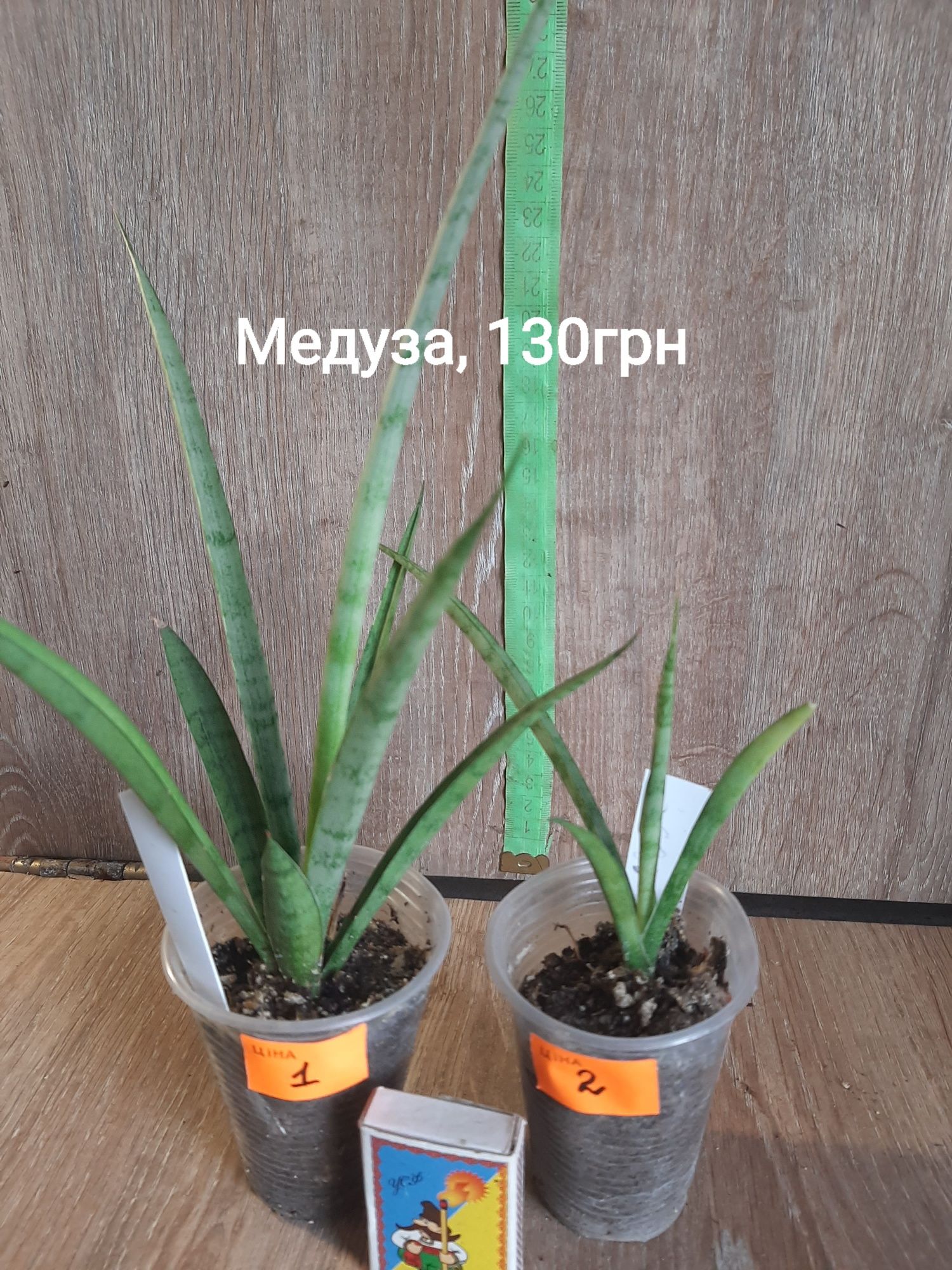 Продам сортові домашні сансівіерії