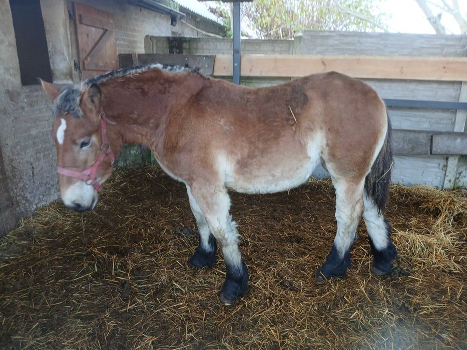 Sprzedam źrebice zimnokrwistą