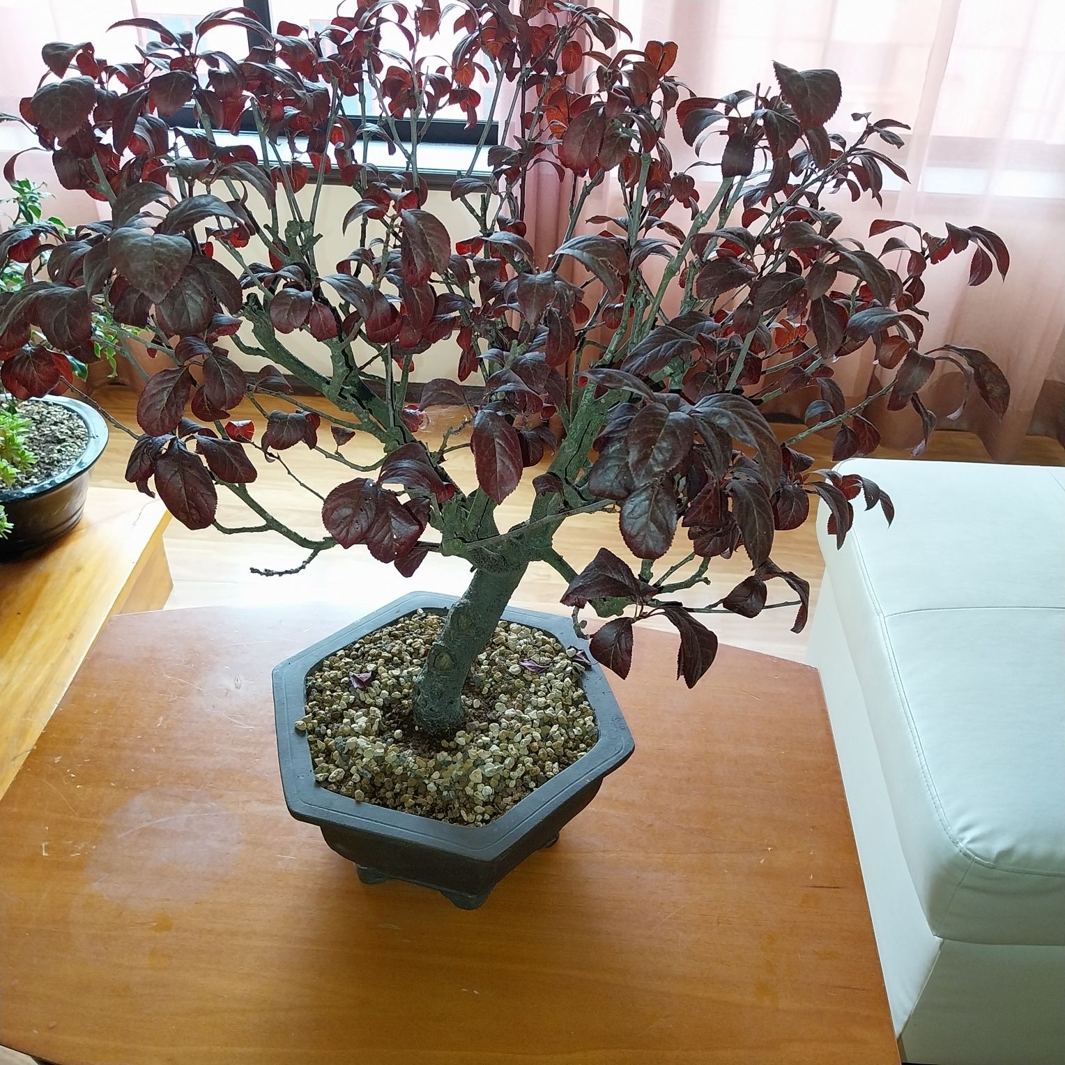 Bonsai Ameixoeira 18 anos
