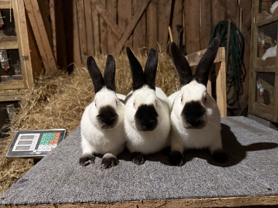 Kalifornijski czarny hawana króliki rodowód samce samice