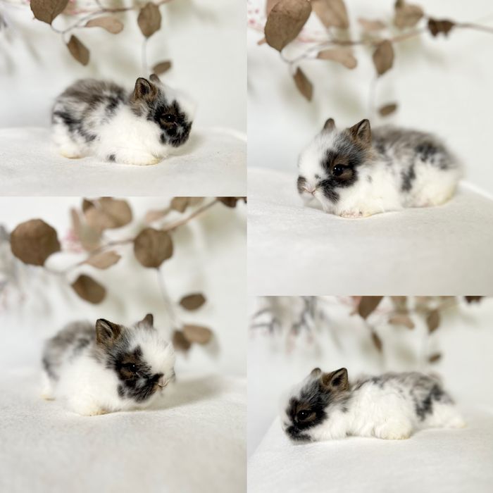 Króliczki Karzełek Teddy i Mini Lopki Zarejestrowana hodowla