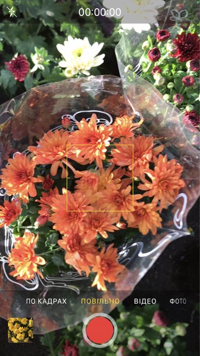 Верес - 100, 125 грн. Хризантема багаторічна квітуча- 45 грн.