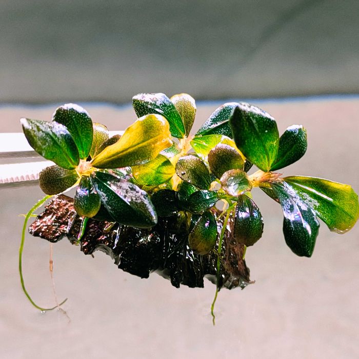 Bucephalandra Pygmaea "Bukit Kelam/Sintang"