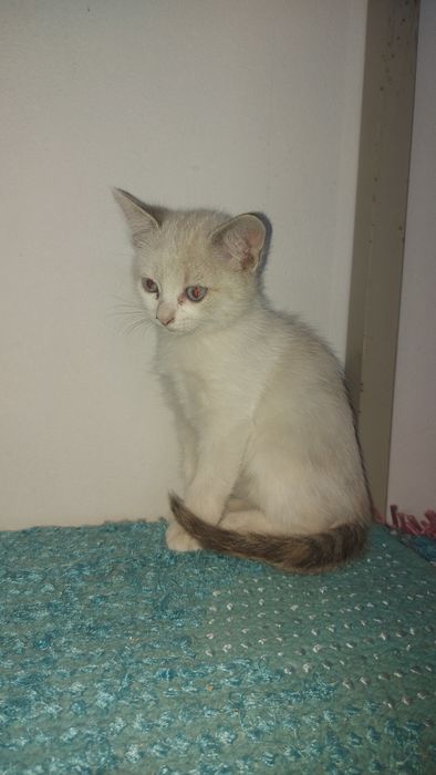 Gatas para adoção