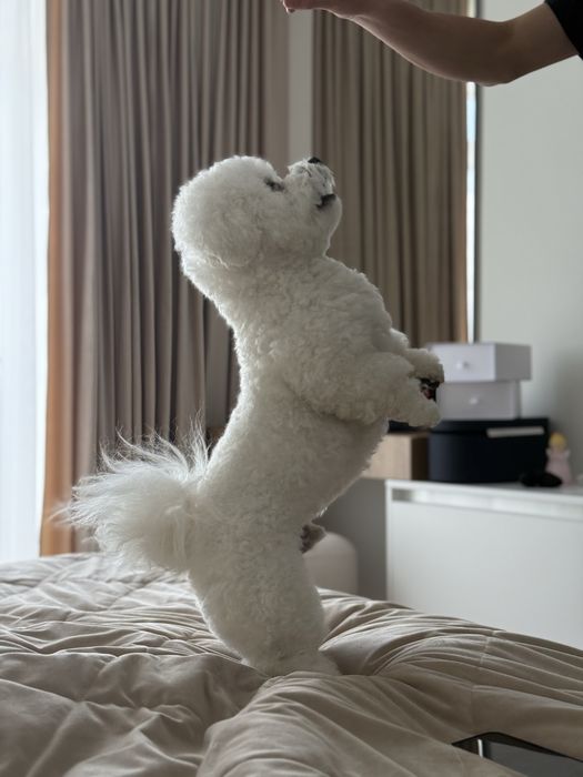 Бішон фрізе вʼязка