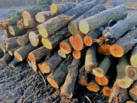 Drewno opałowe -kominkowe z dowozem
